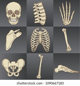 Vector illustration of human bones vector pack