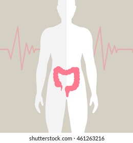 Vector Illustration of the Human Bowel