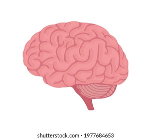 Vector illustration of human brain