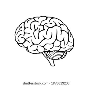 Vector Illustration Human Brain Stock Vector (Royalty Free) 1978813238 ...