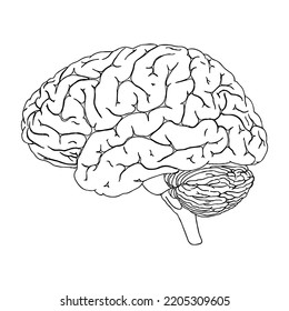 Vector illustration of a human brain