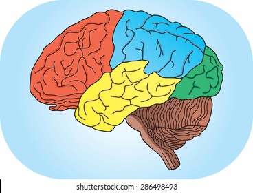 Vector  illustration of human brain