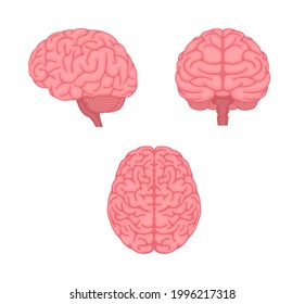 Ilustración vectorial del cerebro humano ( 3 ángulos fijados )