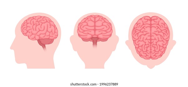 Vector illustration of human brain ( 3 angles set )