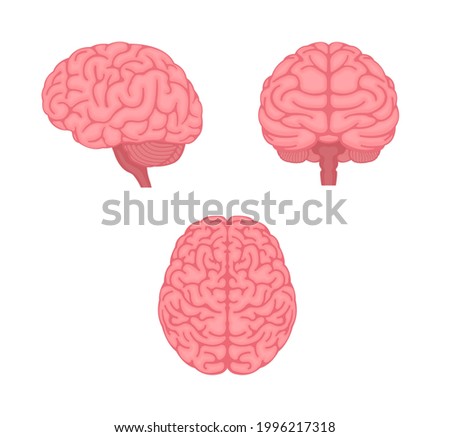 Vector illustration of human brain ( 3 angles set )