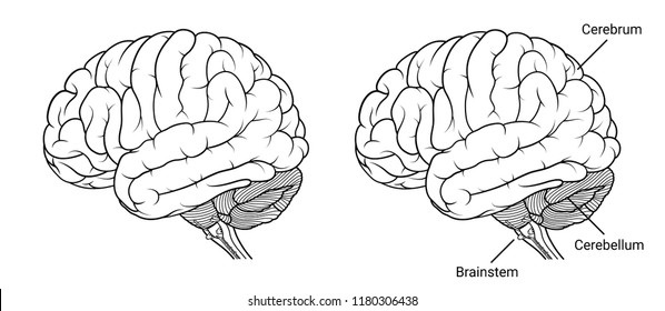 Vector Illustration ,Human brain anatomy Side view outline on white background