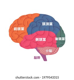 Vector illustration of human brain anatomy structure. Translation: Frontal lobe, Parietal lobe, Temporal lobe, Occipital lobe, Cerebellum, Brainstem