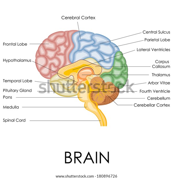 Vector Illustration Human Brain Anatomy Stock Vector (Royalty Free ...