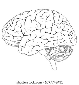 Vector illustration of human brain in black and white colors with line art style