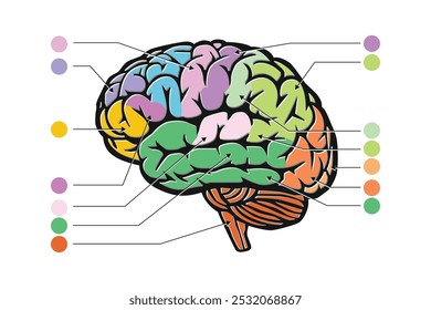 Ilustración vectorial del cerebro humano y del funcionamiento de la corteza cerebral. Presenta la superficie arrugada del cerebro con un área en blanco para agregar texto personalizado o información.