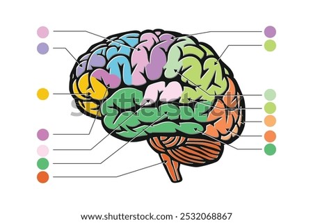 Vector illustration of the human brain the cerebral cortex functions. Features the wrinkled surface of the brain with a blank area for adding custom text or information.