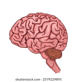 Vector illustration of a human brain. Detailed anatomy in profile