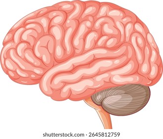 Vector illustration of a human brain with detailed anatomical features, showcasing realistic textures and vibrant colors
