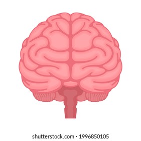 Ilustración vectorial del cerebro humano (vista frontal)