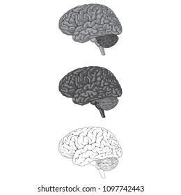Vector illustration of human brain grayscale color