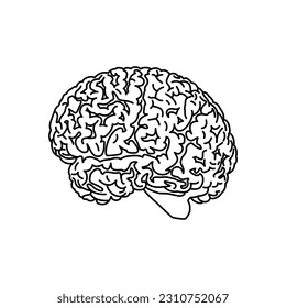 Vector  illustration of human brain on white background
