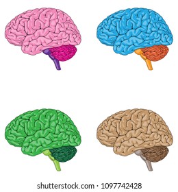 Vector illustration of human brain in various colors