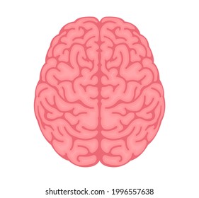 Ilustración vectorial del cerebro humano ( Vista desde arriba )
