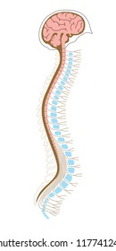 vector illustration of human brian with spinal cord