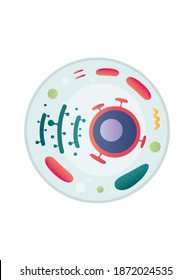 Vector Illustration Of A Human Cell