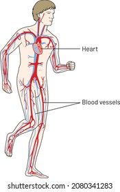 Vector illustration of human circulatory system diagram