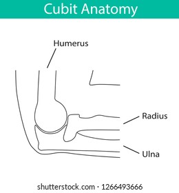 Vector illustration of human cubit skeletal anatomy. Bone structure diagram. Educational materials. Medical, clinic, institute, rehabilitation, diagnostic, surgery, logo. X-ray, MRI scheme
