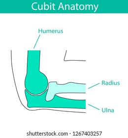 Vector illustration of human cubit skeletal anatomy. Bone structure diagram. Educational materials. Medical, clinic, institute, rehabilitation, diagnostic, surgery, logo. X-ray, MRI scheme