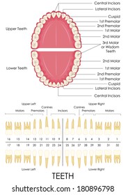 vector illustration of human dental anatomy