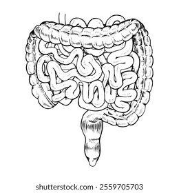Vector illustration of the human digestive system, showing large and small intestines separately. Hand drawn, black and white design ideal for medical, educational or biological purposes.