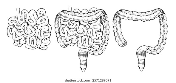 Vector illustration of the human digestive system, showing large and small intestines separately. Hand drawn, black and white design ideal for medical, educational or biological purposes