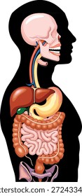 Vector illustration of human digestive system icon with internal organs, anatomy structure, medical diagram, and biological education graphic