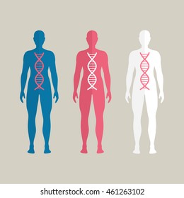 Vector Illustration of Human DNA