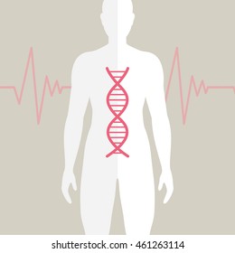 Vector Illustration of Human DNA