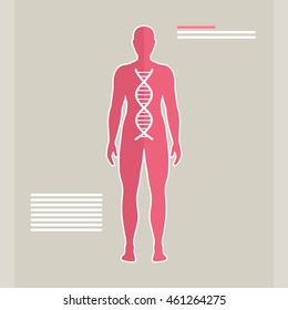 Vector Illustration of Human DNA