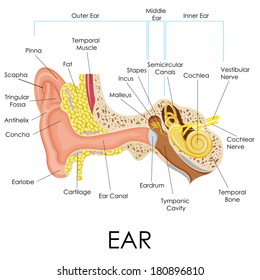 vector illustration of human ear anatomy