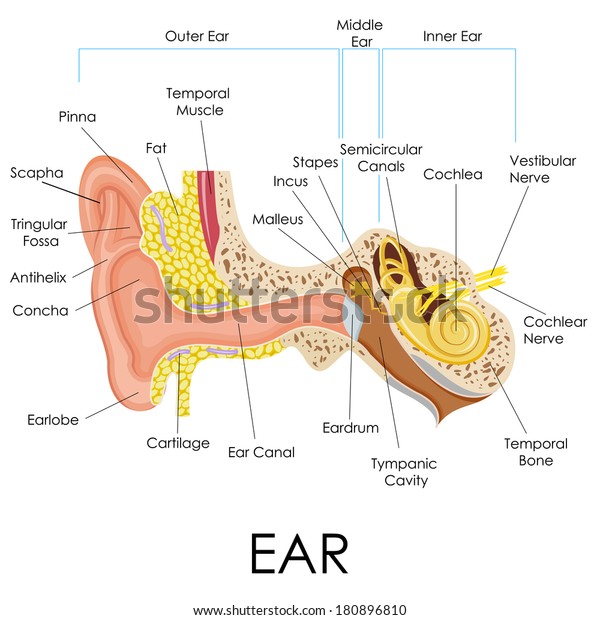 vector illustration of\
human ear anatomy