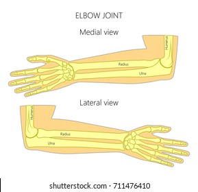 Vector illustration of a human elbow joint anatomy. Medial and lateral view of the bones of the arm. For advertising, medical publications. EPS 10.