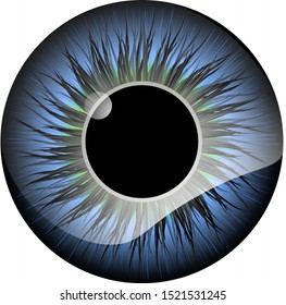 Vector illustration of human eye