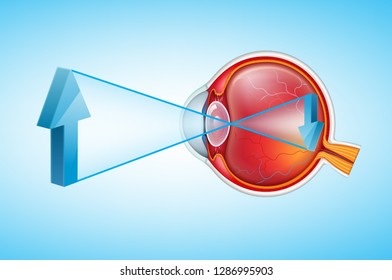 Vector illustration of human eye crossection side view close up isolated on white background