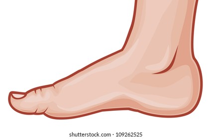 vector illustration of a human foot standing