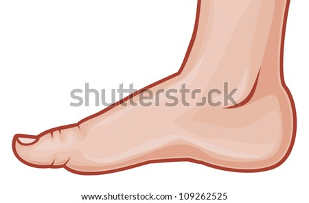 vector illustration of a human foot standing