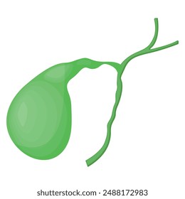 Vector illustration of a human gall bladder. The concept of organs for study for medical and biological purposes. Picture for books, magazines and articles