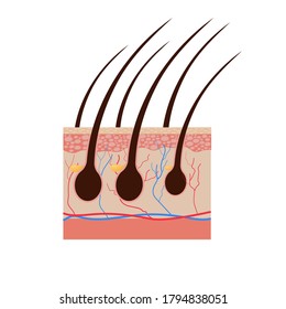 Vector illustration of human hair diagram. Piece of human skin and all structure of hair on the white background. Medical Treatment of baldness, epilation concept.