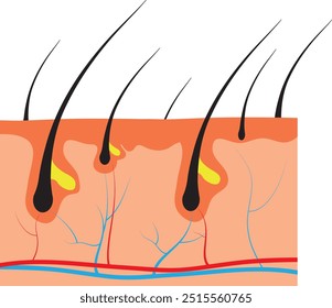 Vector illustration of human hair diagram. Piece of human skin and all structure of hair on the white background. Medical Treatment of baldness, hair removal concept.