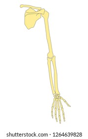 Vector illustration of human hand bones structure anatomy. Image of fingers, wrist, shoulder, cubit. Educational materials. Medical, clinic, institute, rehabilitation, diagnostic, surgery, logo 