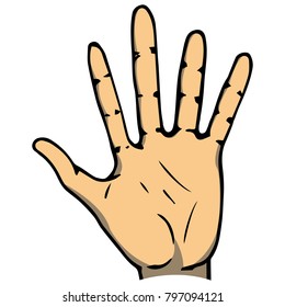 Vector illustration of a human hand. Male or female palm. 