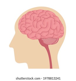 Vector Illustration of human head anatomy structure ( no text )