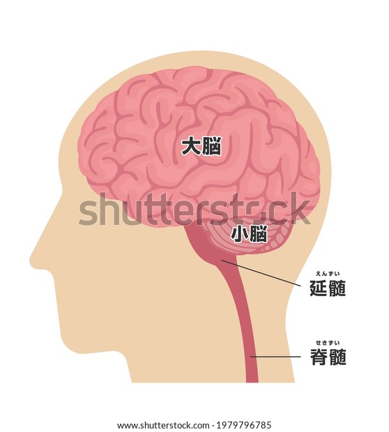 Vector Illustration of human head anatomy\
structure. Translation: Cerebrum, Cerebellum, Medulla\
oblongata,Spinal cord.