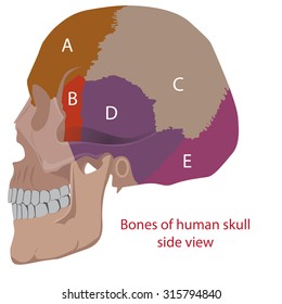 vector illustration of human head bones types. side view.