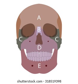 vector illustration of human head bones types. front view.